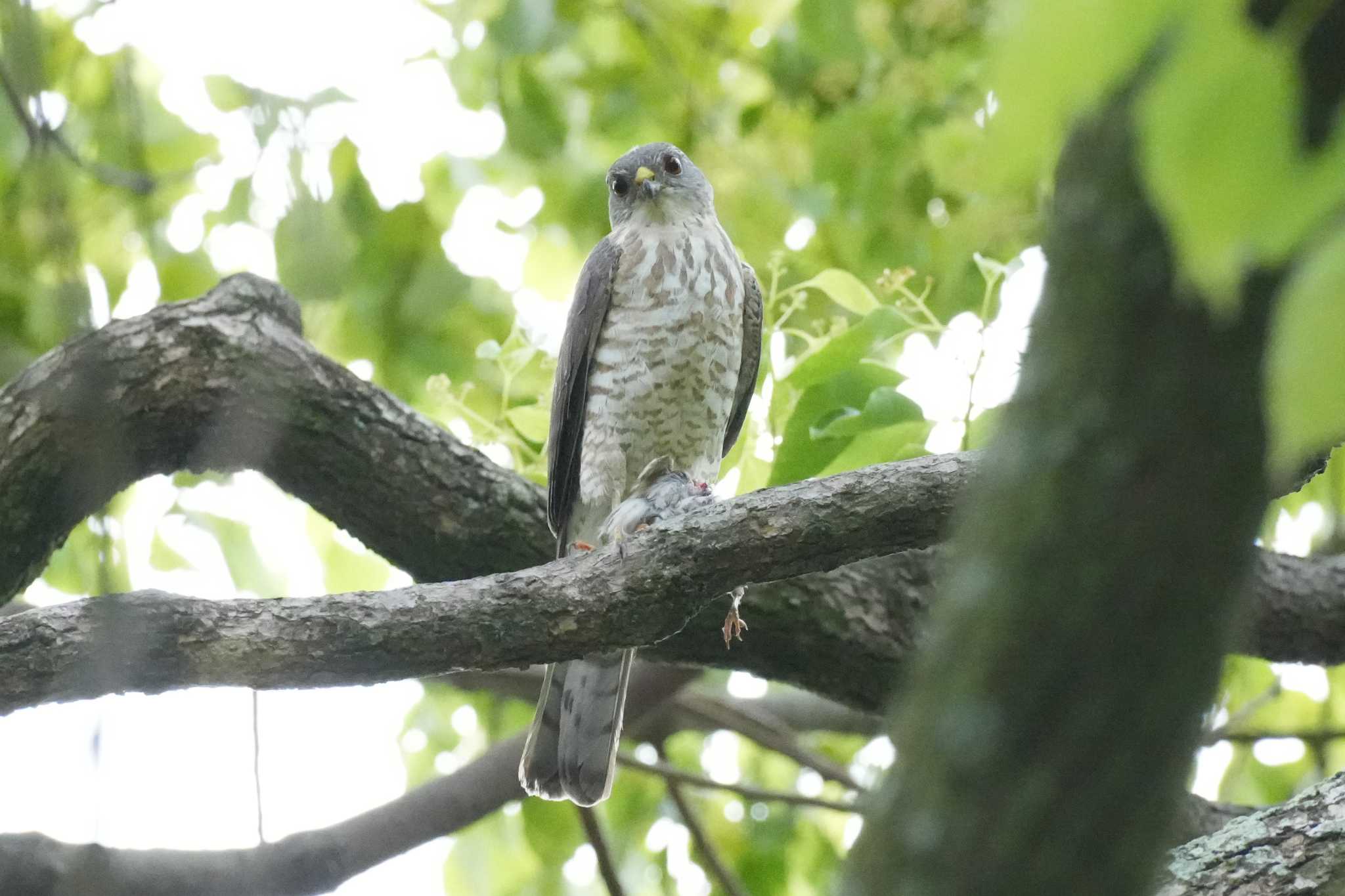 Photo of Japanese Sparrowhawk at 埼玉県 by どばと