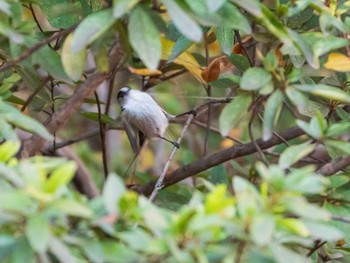 エナガ 六義園 2019年1月13日(日)