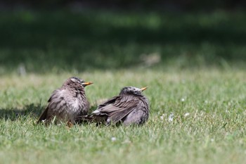 Sat, 5/25/2024 Birding report at Tokyo Port Wild Bird Park