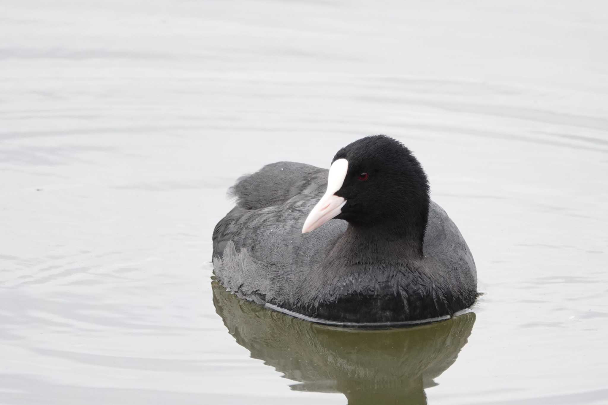 Photo of Eurasian Coot at 山田池公園 by ゆかゆ