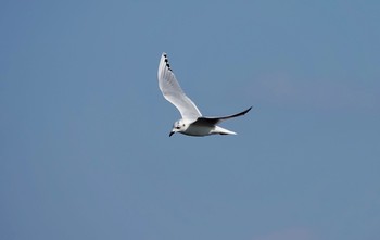 2019年1月13日(日) 江戸川河川敷の野鳥観察記録