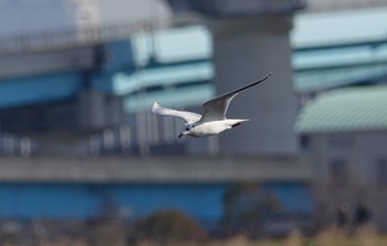 ズグロカモメ 江戸川河川敷 2019年1月13日(日)