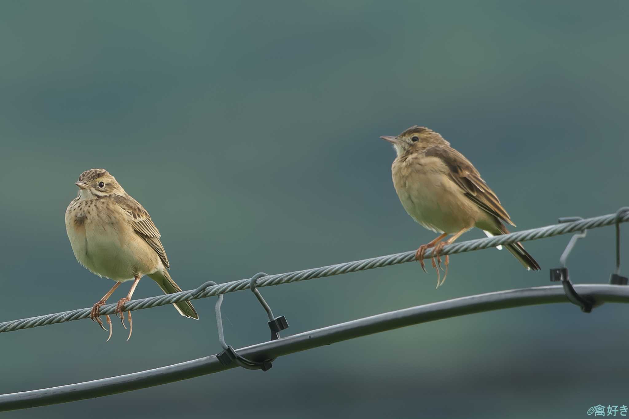 Richard's Pipit