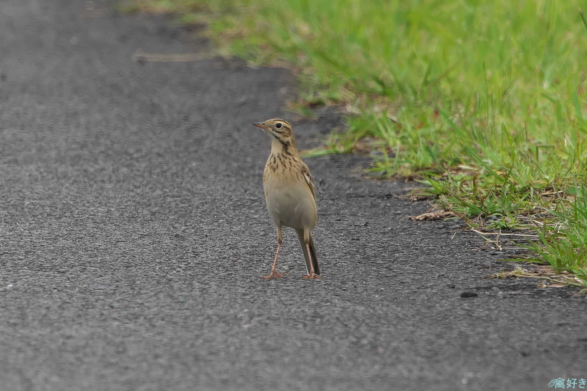 Photo of Richard's Pipit at 鹿児島県 by 禽好き