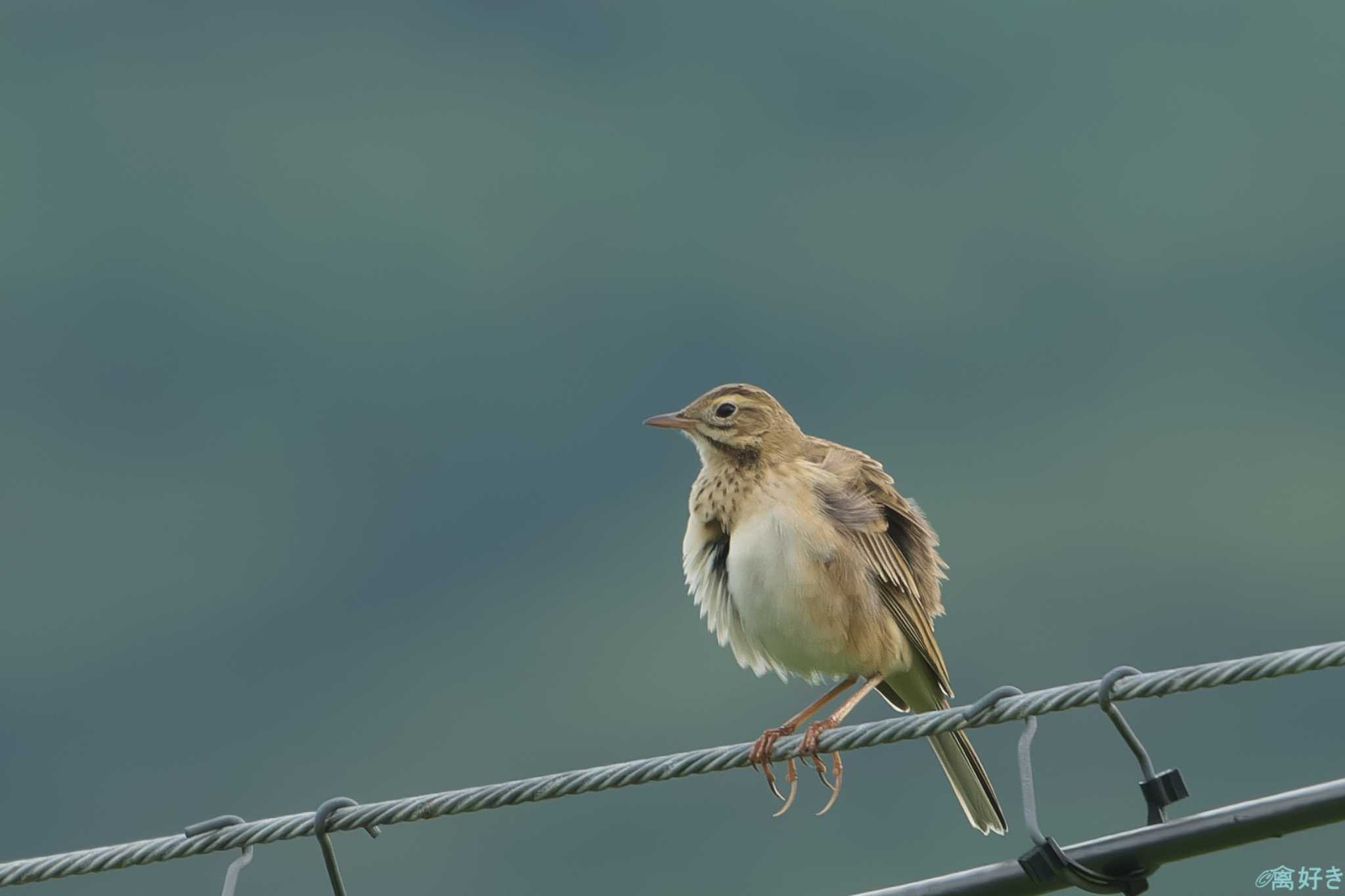 Richard's Pipit