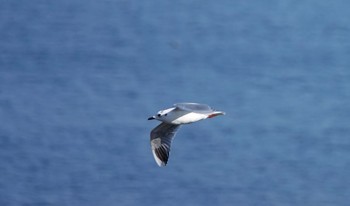 ズグロカモメ 江戸川河川敷 2019年1月13日(日)