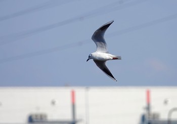 ズグロカモメ 江戸川河川敷 2019年1月13日(日)