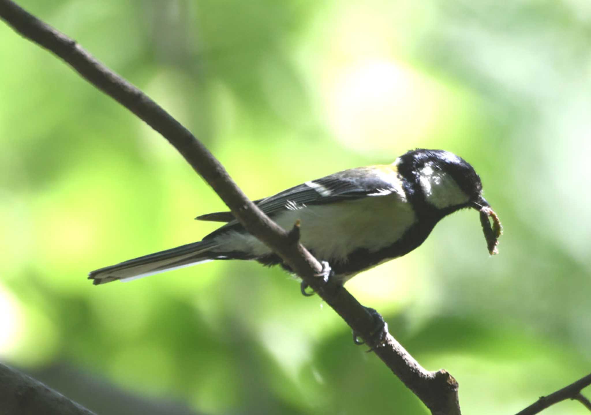 Japanese Tit