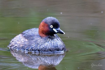 カイツブリ 都立浮間公園 2024年4月27日(土)