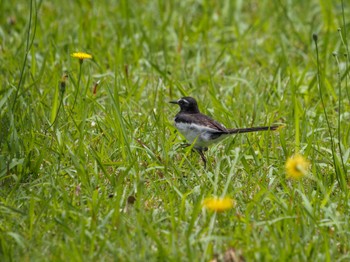 Japanese Wagtail 科学万博記念公園(茨城県つくば市) Sun, 6/2/2024