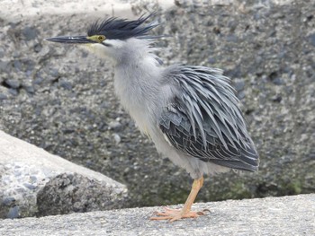 Striated Heron 天野川 Thu, 5/23/2024