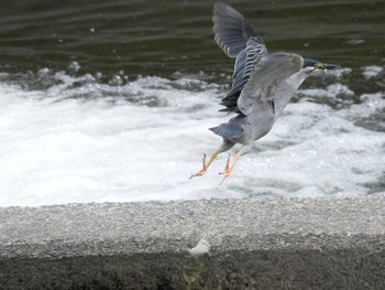 Striated Heron 天野川 Thu, 5/23/2024