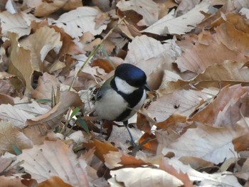 2019年1月14日(月) 小山内裏公園の野鳥観察記録