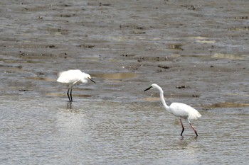 2024年6月7日(金) 葛西臨海公園の野鳥観察記録