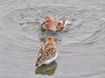 Sun, 5/19/2024 Birding report at 日の出三番瀬沿い緑道