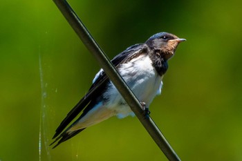 2024年6月5日(水) 南湖森林公園の野鳥観察記録