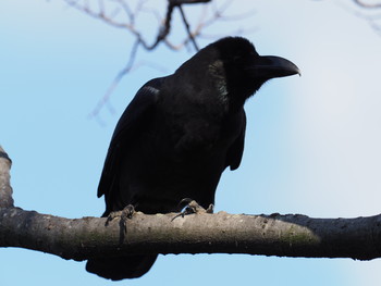 ハシブトガラス 山田池公園 2019年1月14日(月)