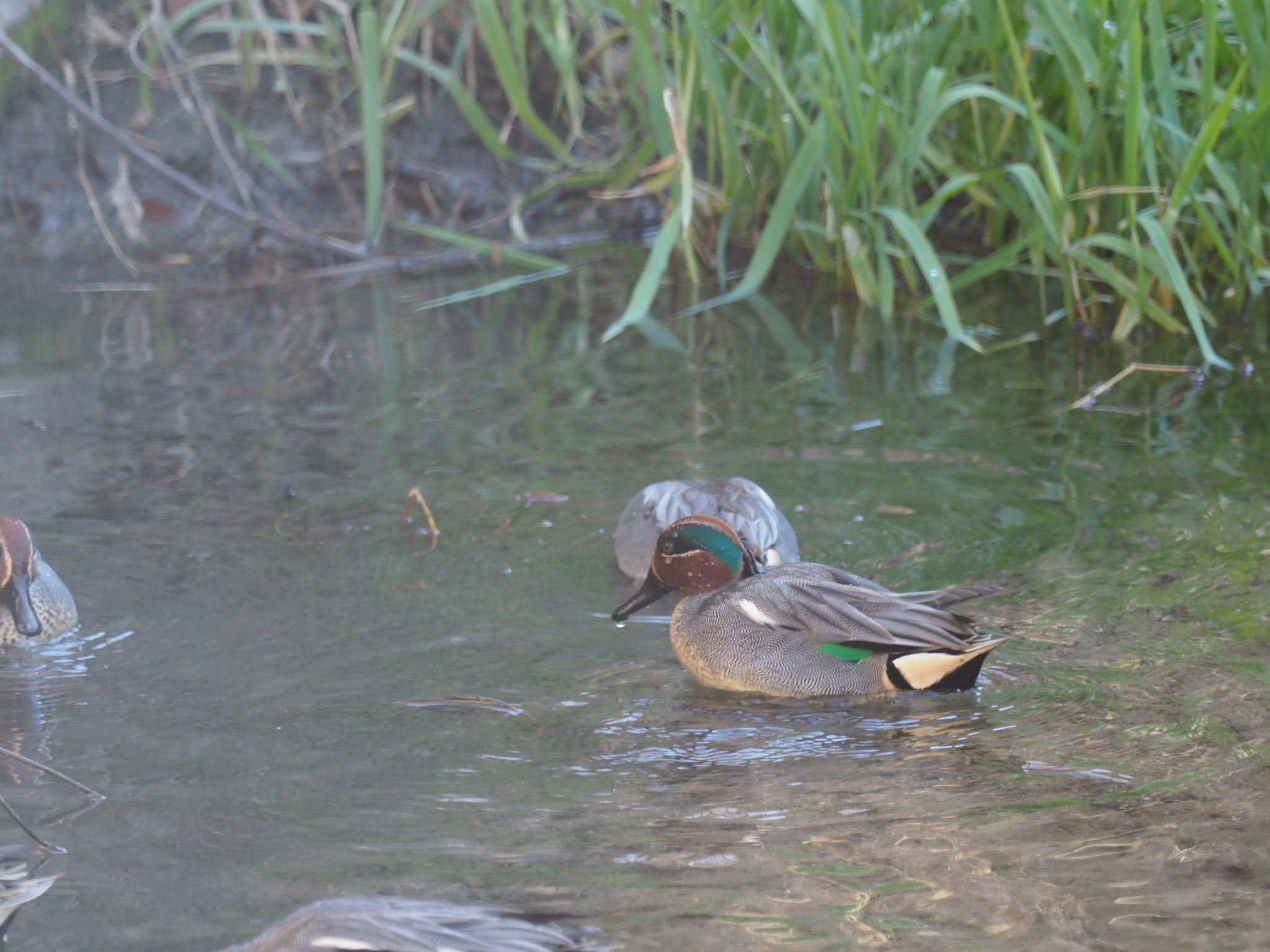 Photo of Eurasian Teal at 山田池公園 by キンポウゲ科の人