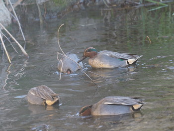 Eurasian Teal 山田池公園 Mon, 1/14/2019