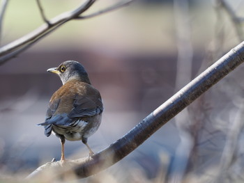 Pale Thrush 山田池公園 Mon, 1/14/2019