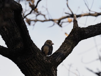 Hawfinch 山田池公園 Mon, 1/14/2019