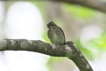 Thu, 6/6/2024 Birding report at 上高地