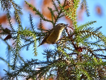 Goldcrest Inokashira Park Mon, 1/14/2019