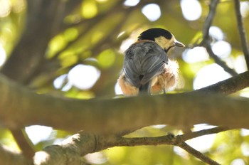 Sat, 6/8/2024 Birding report at Nagahama Park