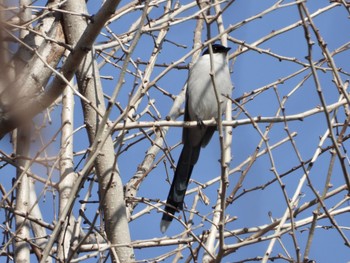 Azure-winged Magpie Inokashira Park Mon, 1/14/2019