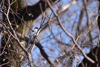 Azure-winged Magpie Inokashira Park Mon, 1/14/2019