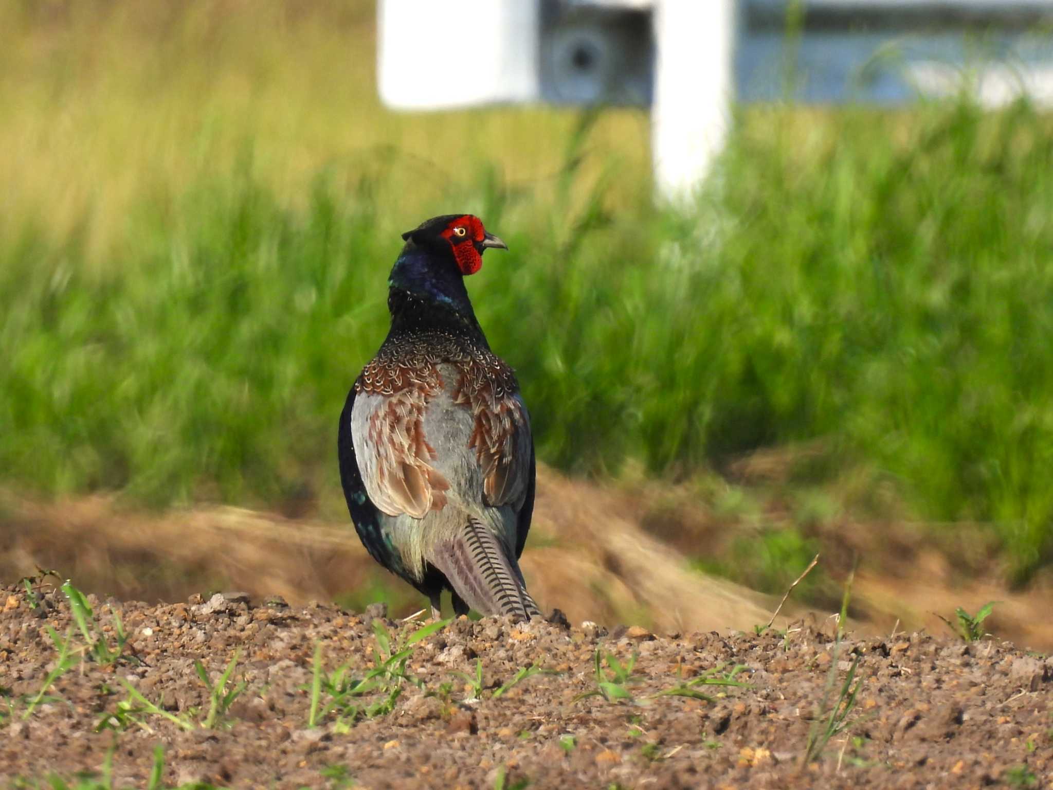 Green Pheasant