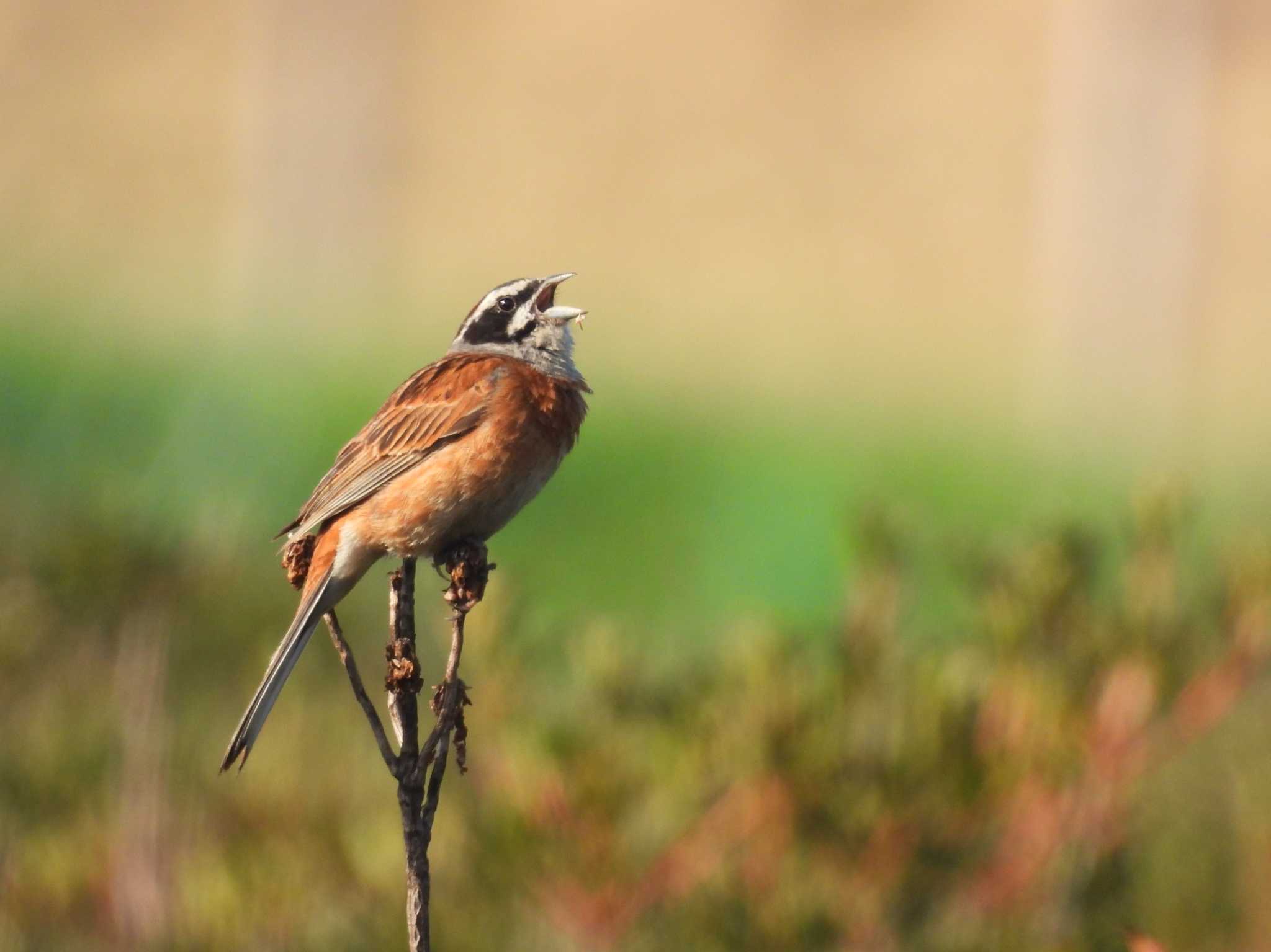 Meadow Bunting