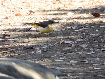 Grey Wagtail Inokashira Park Mon, 1/14/2019