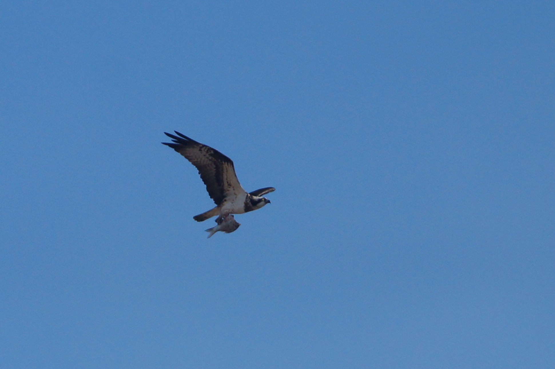 Osprey