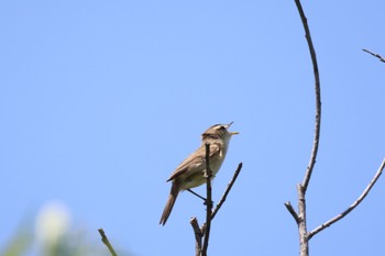 2024年6月7日(金) 当別川河口の野鳥観察記録