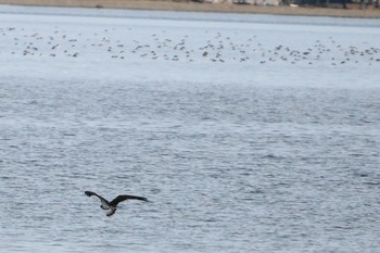 ミサゴ 涸沼 2019年1月6日(日)