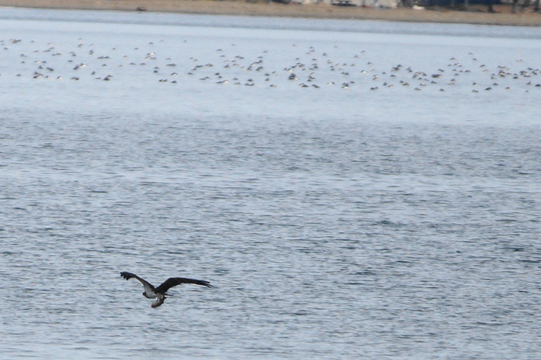 Osprey