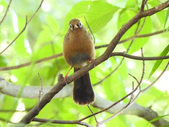 Sat, 6/8/2024 Birding report at 芝川第一調節池(芝川貯水池)