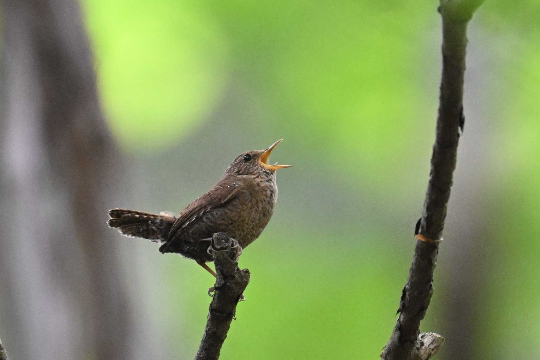 Eurasian Wren