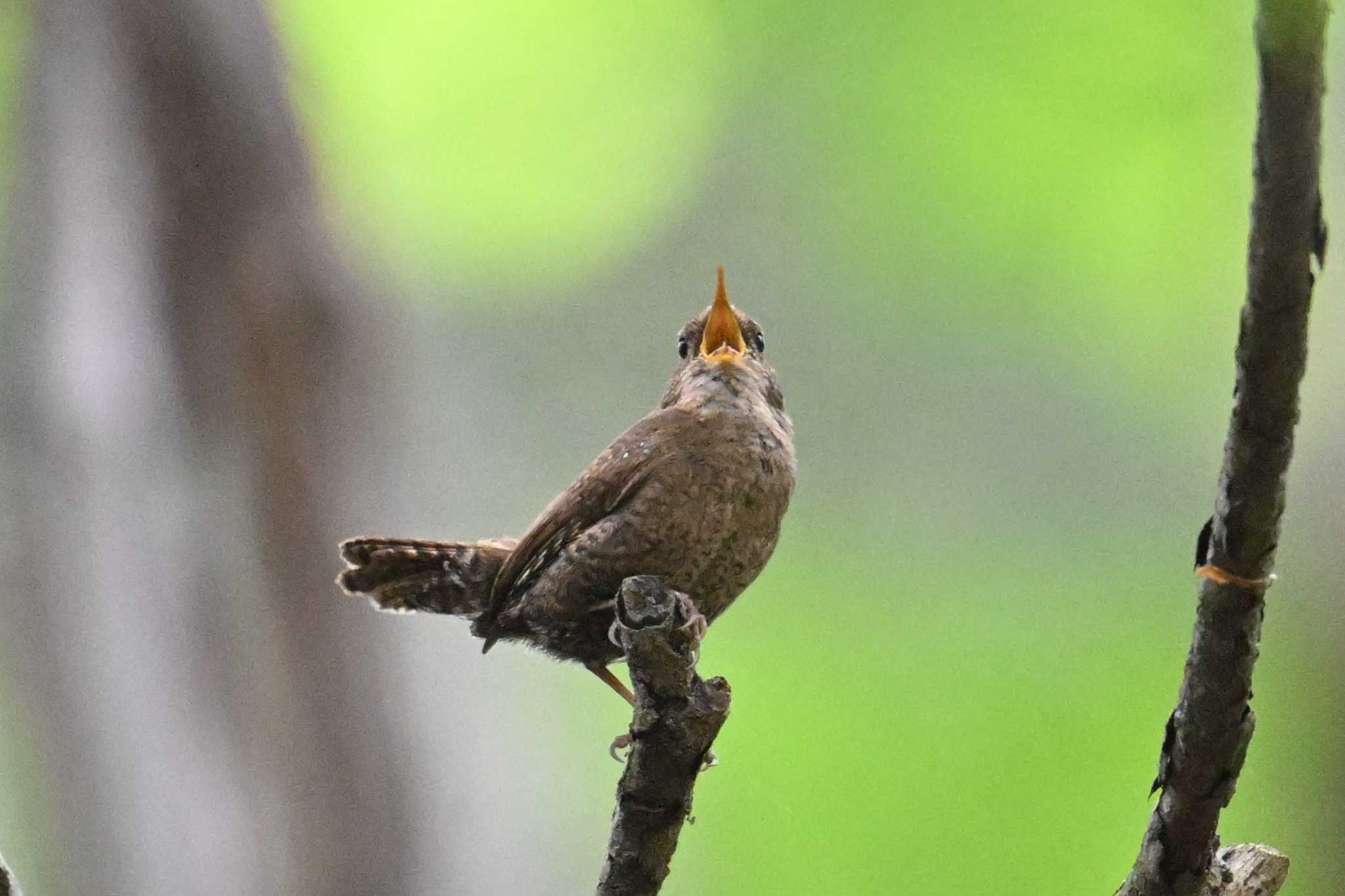 Eurasian Wren