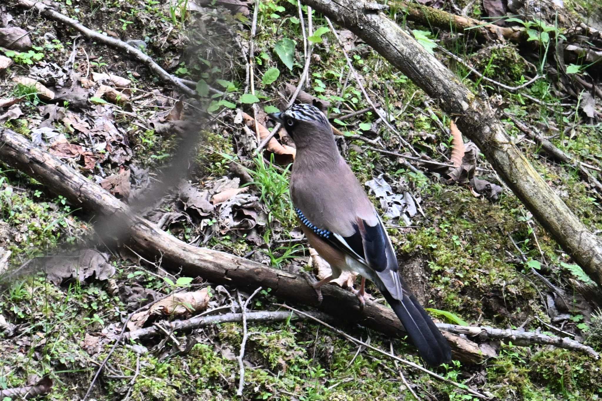 Eurasian Jay