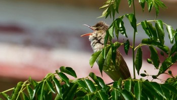 2024年6月8日(土) 淀川河川公園の野鳥観察記録