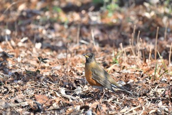 アカハラ 水元公園 2019年1月14日(月)