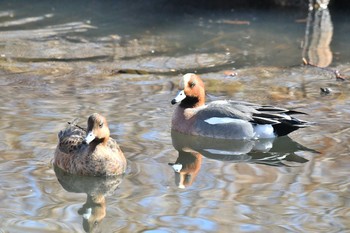 ヒドリガモ 水元公園 2019年1月14日(月)