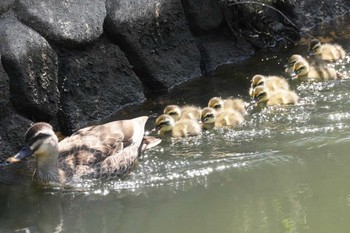 Eastern Spot-billed Duck 埼玉県 Sat, 5/11/2024