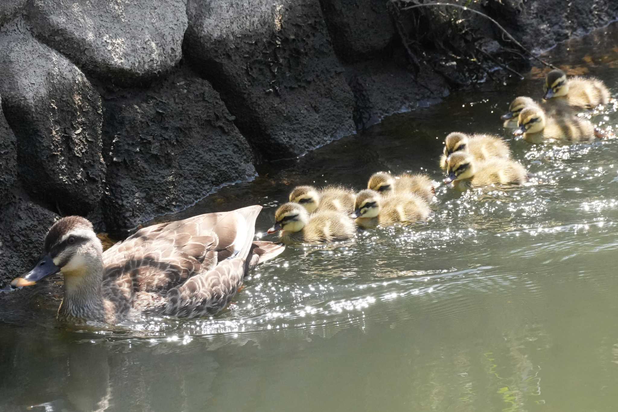 Photo of Eastern Spot-billed Duck at 埼玉県 by どばと