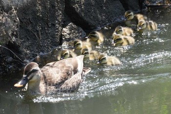 Eastern Spot-billed Duck 埼玉県 Sat, 5/11/2024