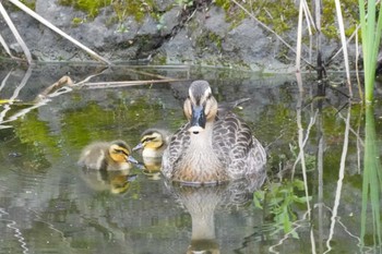 Eastern Spot-billed Duck 埼玉県 Sun, 5/12/2024