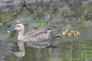 Eastern Spot-billed Duck 埼玉県 Sun, 5/12/2024