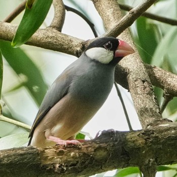 2024年6月2日(日) Pathum Thani Rice Research Centerの野鳥観察記録
